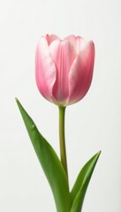 Fototapeta premium Single pale pink tulip bloom isolated against white, White Canvas, Tulips White Background Pink Flowers Isolated, Fresh Bloom