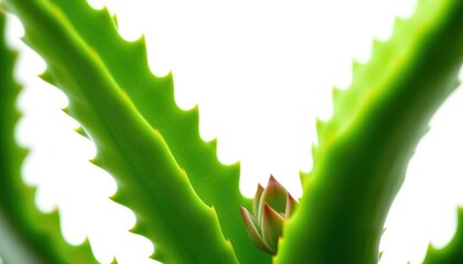 Single succulent plant, vibrant green leaves, isolated on pure white, minimal, houseplant