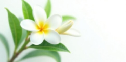 Naklejka premium White frangipani stem with leaves on a white background, garden, greenery