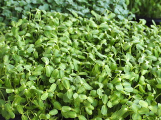 Organic Sunflower Sprouts (Helianthus annuus) Sunflower sprouts that have just sprouted from sunflower seeds for only 1 week. Sunflower microgreen sprouts are rich in nutrients. Vegan and healthy 
