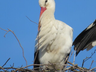 Störche im Nest