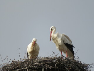 Störche im Nest