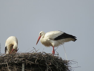 Störche im Nest