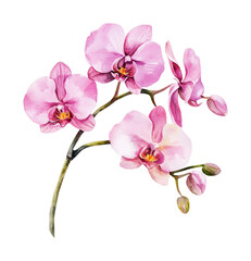 Beautiful pink orchid bouquet perfect for design projects, card making, and botanical art showcases during springtime seasons, cut out