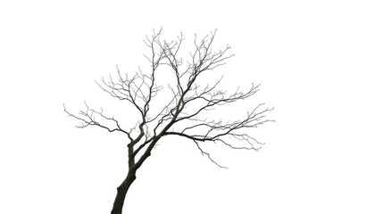 Fototapeta premium A lone deciduous tree, branches reaching skyward, against a pure white backdrop, minimalist, autumn