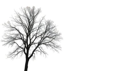Fototapeta premium A lone deciduous tree, branches reaching skyward, against a pure white backdrop, nature, symbol