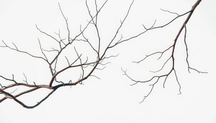Bare, intertwined branches against a pure white backdrop, rustic, countryside