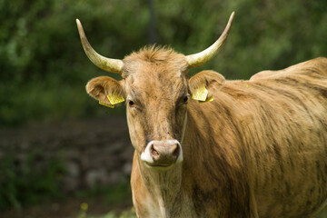 Cattle grazing in a field, Burgos Forest, Sassari, Sardinia, Italy,