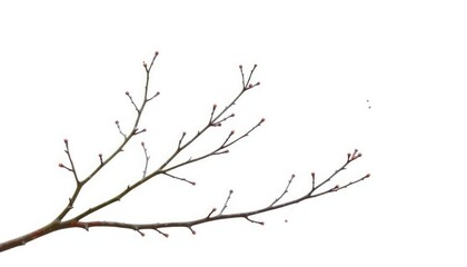 Delicate, bare branches isolated on pure white background, isolated, background
