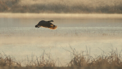 Canada goose (Branta canadensis) flying low over a pond at Honey Lake Wildlife Refuge, Lassen County, California, in soft morning light.