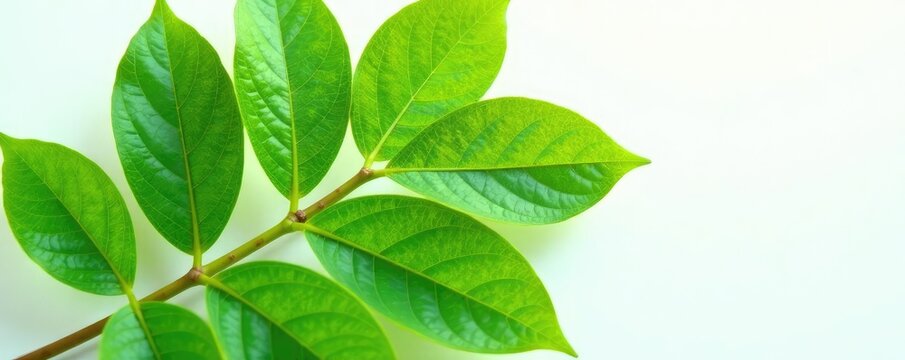 Detail of Gum Elemi Leaves and Stems on White Background, crafts, nature, elemi leaves