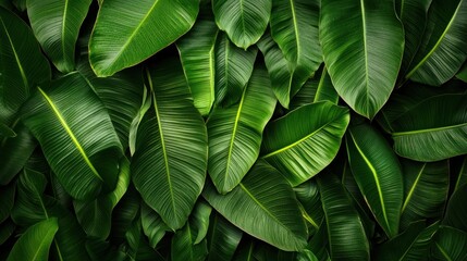 Lush green tropical leaves, vibrant foliage texture.