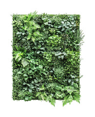 Naklejka premium Lush green vertical garden featuring a variety of plants for interior design and decor purposes in modern settings, cut out