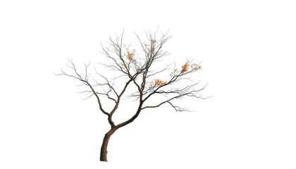Obraz premium Lone deciduous tree, stark branches against pure white, winter, season