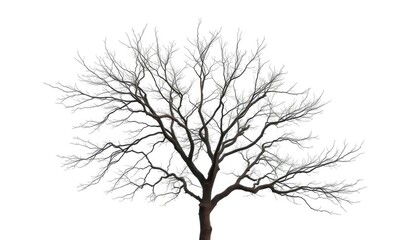 Obraz premium Lone deciduous tree, stark branches against pure white, graphic, trunk
