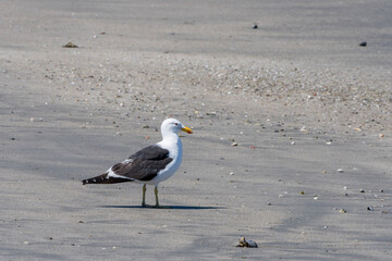 Gaviota en la playa