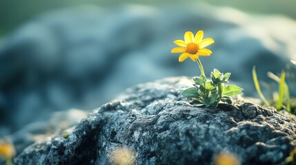 Single yellow flower grows from a rock, representing strength, resilience, and hope in challenging environments