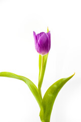 One lilac tulip flower isolated on white background cutout. Isolated tulip with empty space above