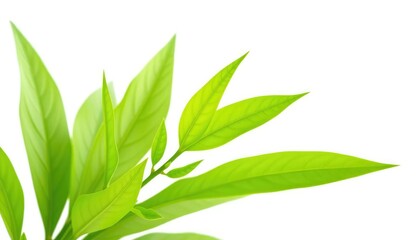 Naklejka premium Single vibrant green plant, isolated on pure white background, fresh, isolated plant