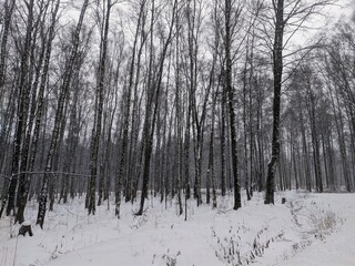Fototapeta premium forest in winter