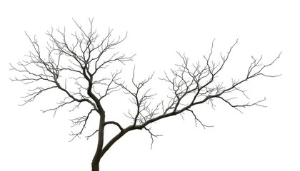 Obraz premium Stark, isolated tree branches against a pure white backdrop, winter, texture