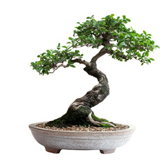 bonsai tree on white background