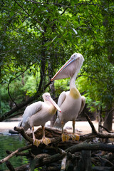 Pelican bird in the wild at the Bangkok Open Zoo, Thailand.