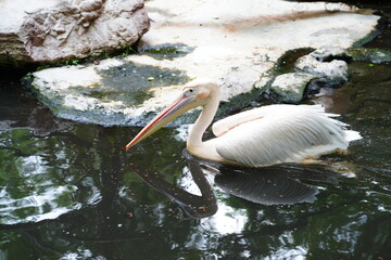 Pelican bird in the wild at the Bangkok Open Zoo, Thailand.
