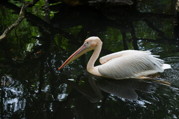 Pelican bird in the wild at the Bangkok Open Zoo, Thailand.