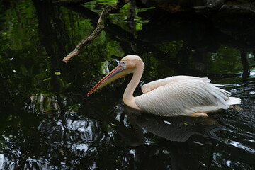 Pelican bird in the wild at the Bangkok Open Zoo, Thailand.
