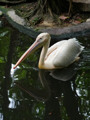 Pelican bird in the wild at the Bangkok Open Zoo, Thailand.