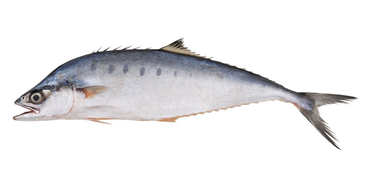 Fresh spotted mackerel fish isolated on white 