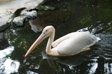 Pelican bird in the wild at the Bangkok Open Zoo, Thailand.