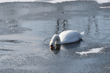 Wild white swan in melt water in early spring close up. Freshwater bird swimming and clean feathers...