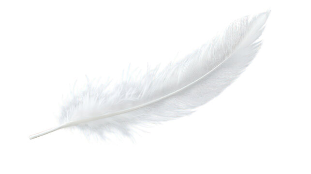 Fototapeta Single white feather gently floating, isolated on transparent background