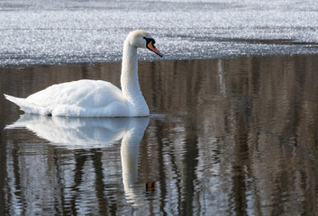 Wild white swan in melt water in early spring close up. Freshwater bird swimming and clean feathers in frozen river in springtime. Graceful сygnus floating on ice lake in wildlife. Animal in riverbank