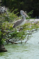 Pelican bird in the wild at the Bangkok Open Zoo, Thailand.