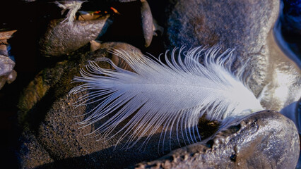 Close up of white feather laying on riverbed rocks in morning. Soft white feather contrasts with rough dark stones, Guishan, Xindian, New Taipei City, Taiwan.