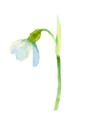 Watercolor hand drawn white Snowdrop or Galanthus flower with stem and leaf. Spring botanical illustration. Isolated on white background. The first spring flowers