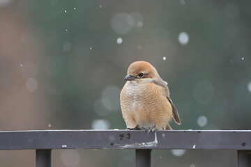 冬の雪の中のモズ（百舌鳥）