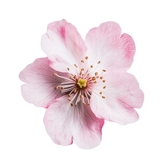 Delicate cherry blossom showcasing soft pink petals and vibrant yellow stamens, ideal for spring-themed design projects and floral arrangements, cut out