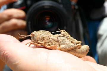 Grasshopper, Ocneropsis bethlehemita (Orthoptera: Pamphagidae) mating on a man's hand on a photo camera lens background