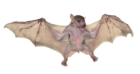 Egyptian fruit bat or Egyptian rousette (Rousettus aegyptiacus). Young. Isolated on a white background