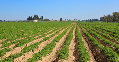 Potato field with young green potato sprouts on a blue sky background