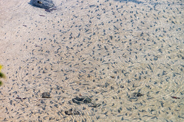 Numerous tadpoles swimming in shallow, clear water, creating mesmerizing patterns on the sandy bottom