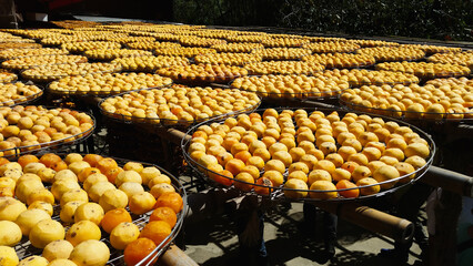 Large trays of orange persimmons drying in the sun. This is a step in the process of making dried persimmons. Xinpu Township, Hsinchu County, Taiwan.