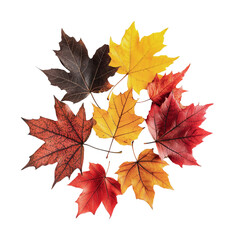 Fototapeta premium Colorful autumn leaves arranged in a circular pattern for fall decoration or craft projects enhancing seasonal beauty, cut out