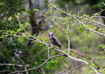 The southern white-faced owl, Ptilopsis granti, sits on a tree branch in wild nature, Kruger National Park, South Africa.