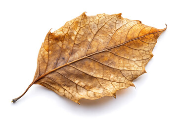 dry leaf image isolated on white