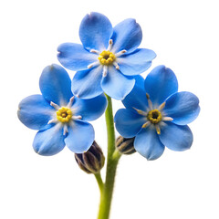 forget me not flower image white background